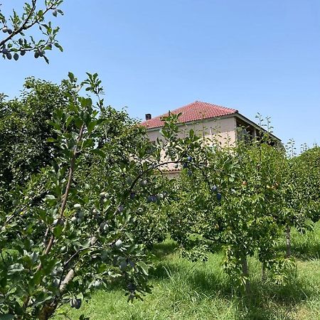 Villa Mance Berat Luaran gambar