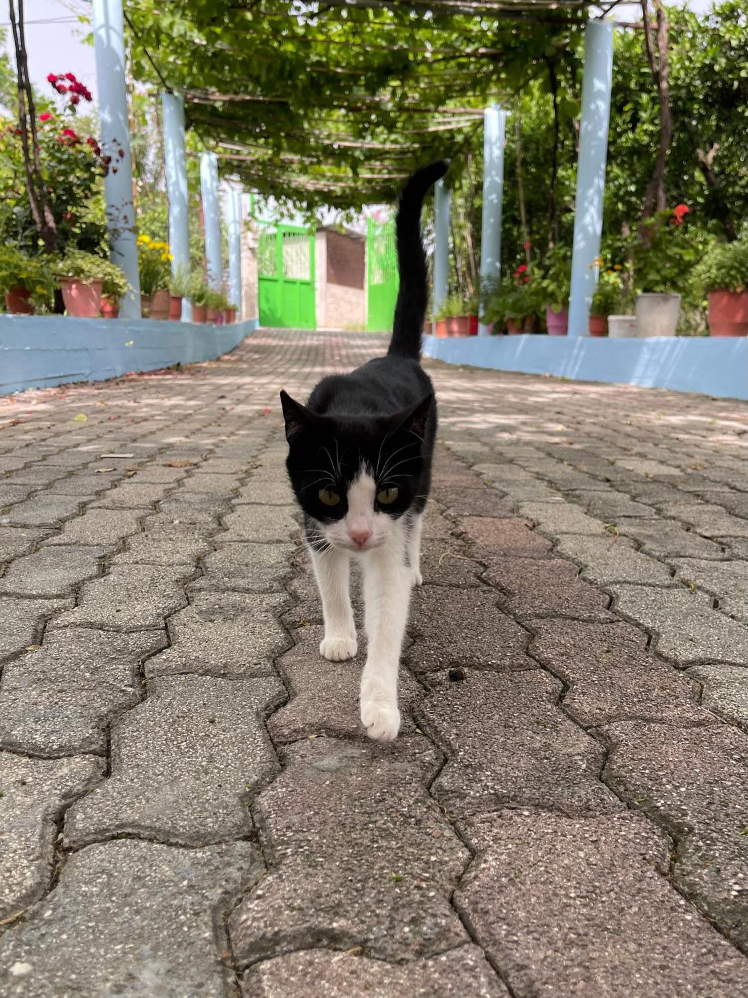 Villa Mance Berat Luaran gambar